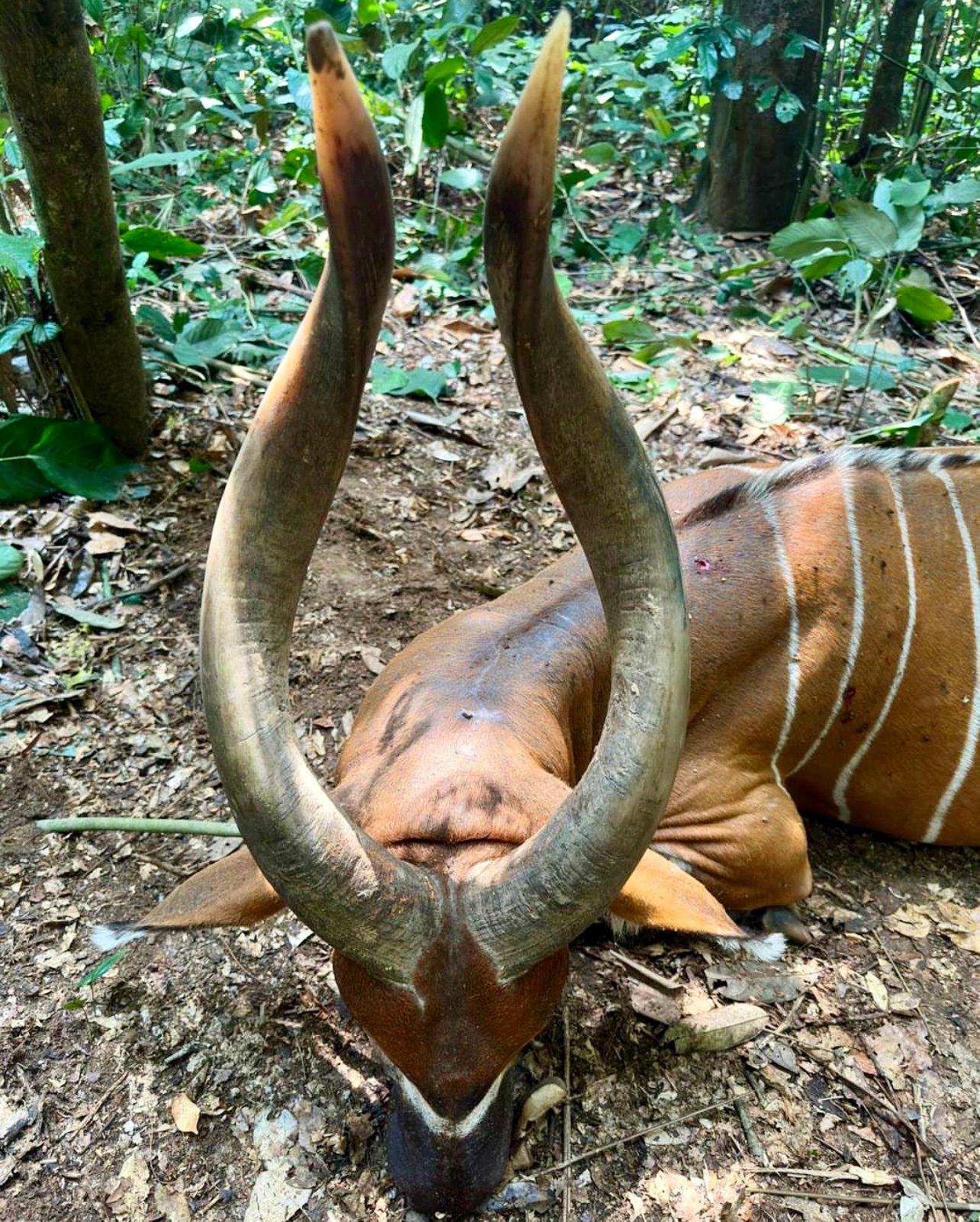 Bongo Hunting in Africa: Methods, Locations, Season, Costs.
