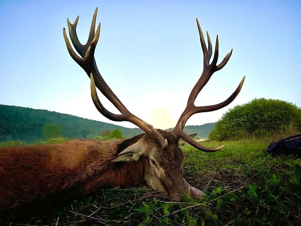 🌿 Last spots for Red Stag hunt🌿