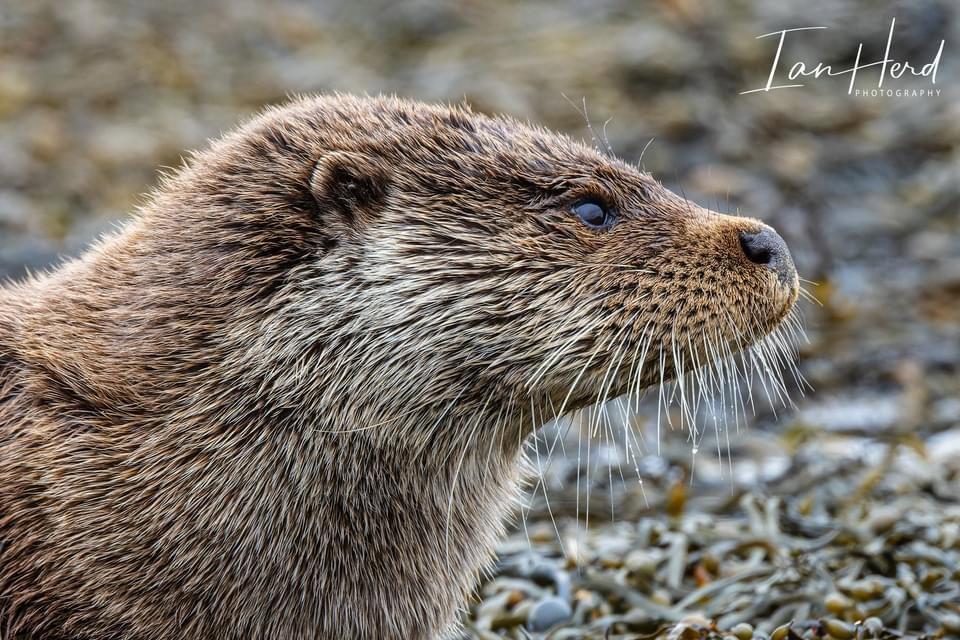 Otter set taken earlier this month on the Isle of Mull, Inner Hebrides, Scotland.