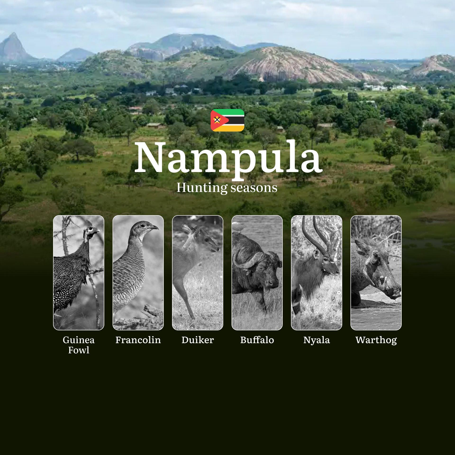 The Thrill of the Hunt: Nampula’s Premier Hunting Calendar, Seasons, Regulations, and Trophy Opportunities