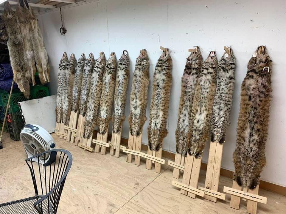 Every year I take a Christmas break from the trap line to put up fur.