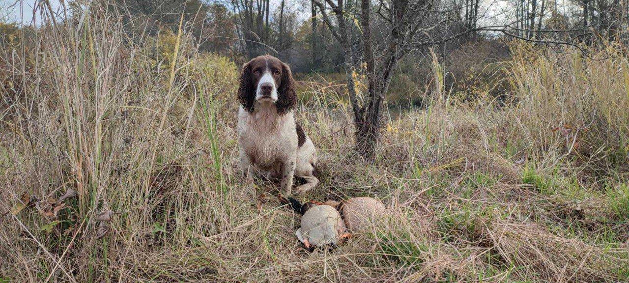 The Russian Hunting Spaniel: Characteristics, Care, and Training Tips