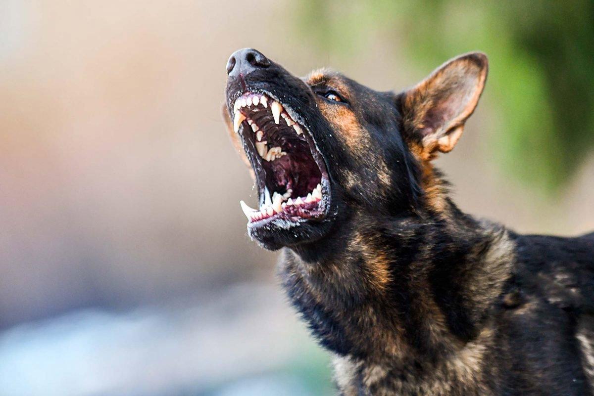 Viruset rabies skyldes et retrovirus fra Rhabdoviridae-familien, der angriber centralnervesystemet hos pattedyr.