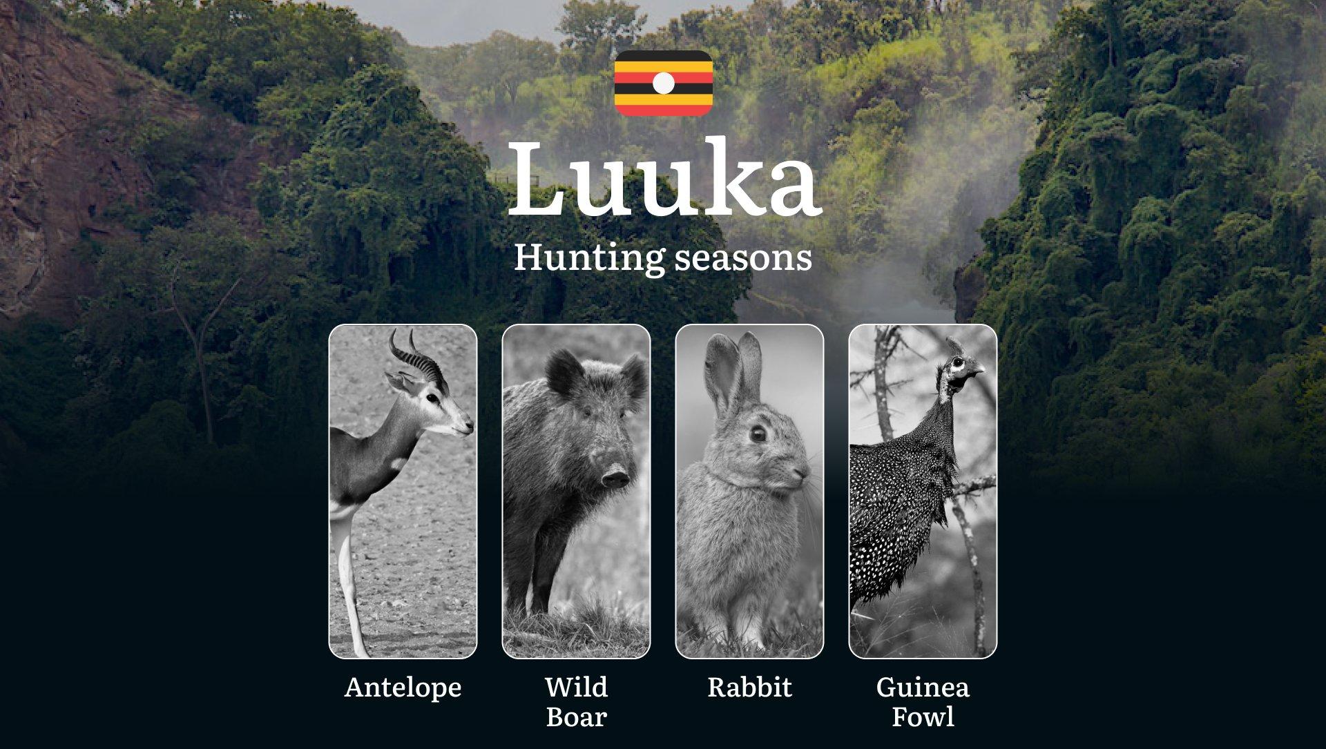 Luuka: Hunting Activity Periods, Protected Species and Seasonal Restrictions, Obtaining a License, Penalties, Expert Advice, Timing, and Equipment