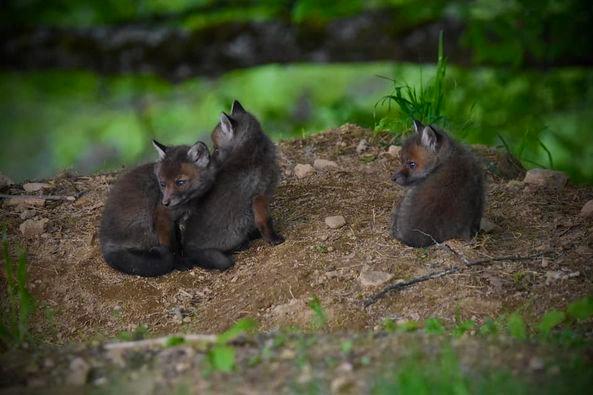 Ne pas déranger 🦊🦊🦊🦊💤 une approche qui ne sera pas possible aujourd’hui… pour la tranquillité des loulous
