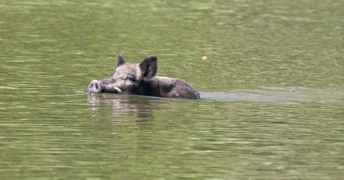 Petite baignade matinale 🐗