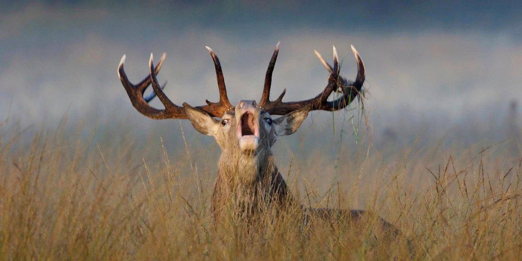 NZ Hunter Adventures | TV Show