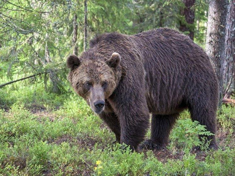 Защищен законом.