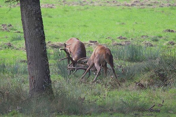 cerf déterminé au combat, pas de dommage collatéral ni pour un ni pour l'autre, juste impressionnant