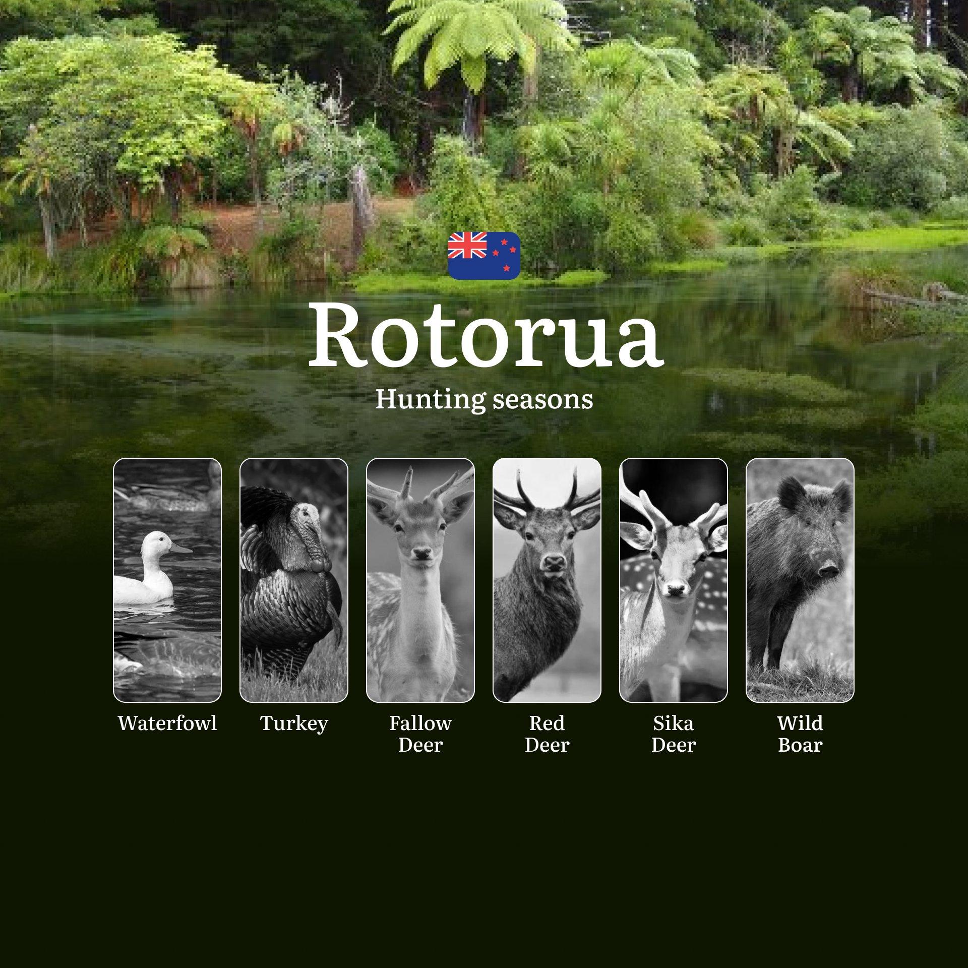 All About ROTORUA Region Timing and Rules, Hunting Seasons, Documents, Clubs, and Expert Help
