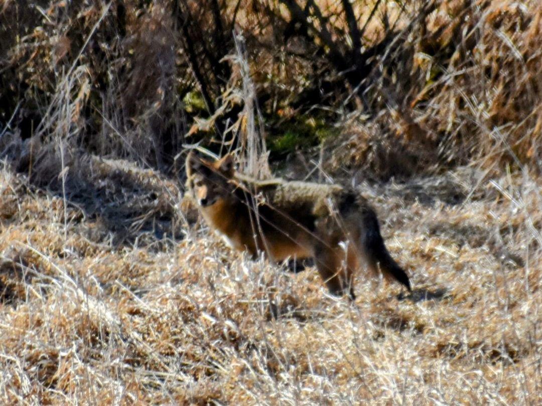 Was lucky enough to capture this rare sighting of a Coyote ,but Unlucky in the focus part .