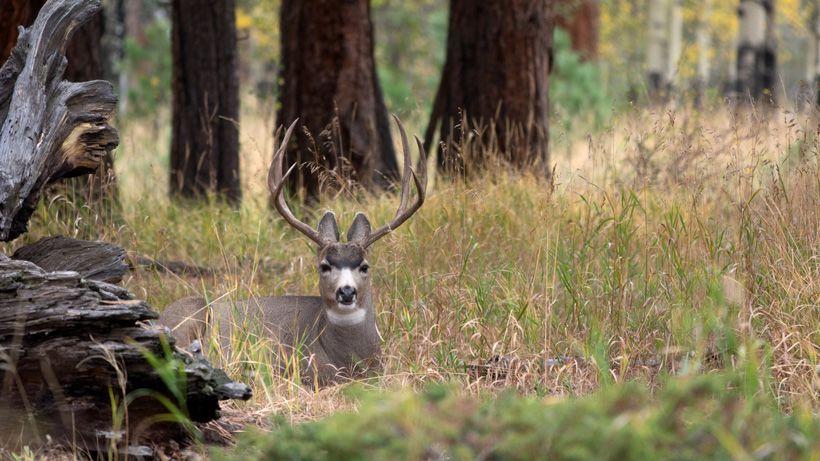 Wyoming reduces number of mule deer and antelope tags