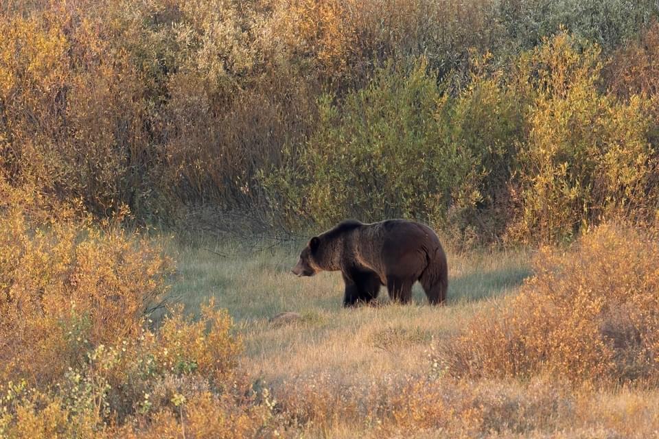 Some of my favorite shots from the #Yellowstone area.