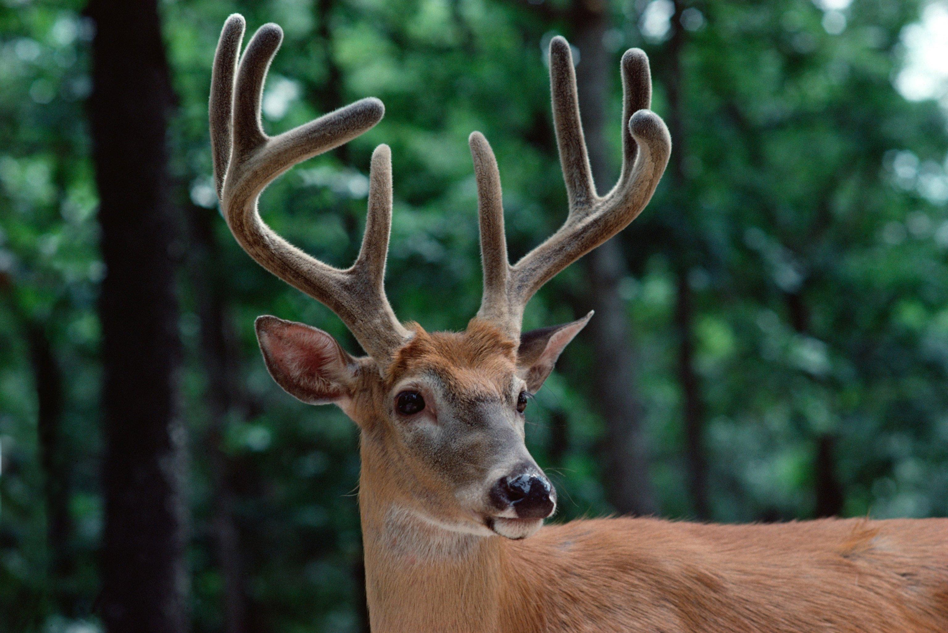 Colorado wildlife expert report on state of CWD