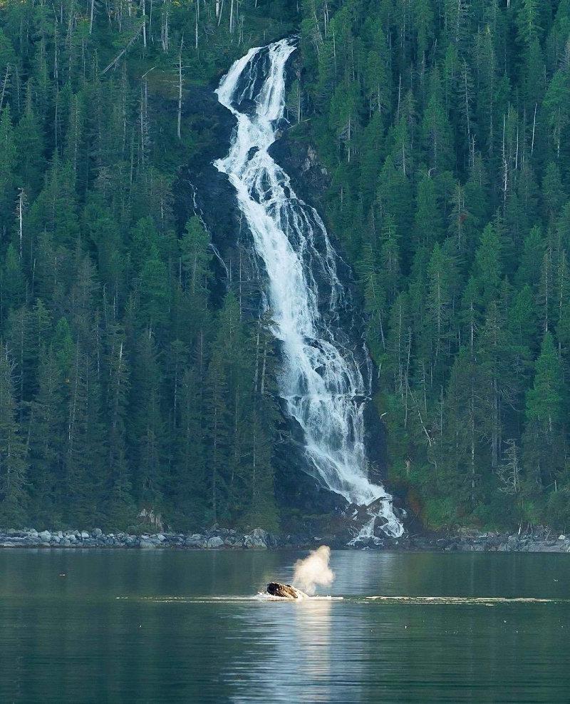 It doesn’t get more Southeast Alaskan than this 🐳