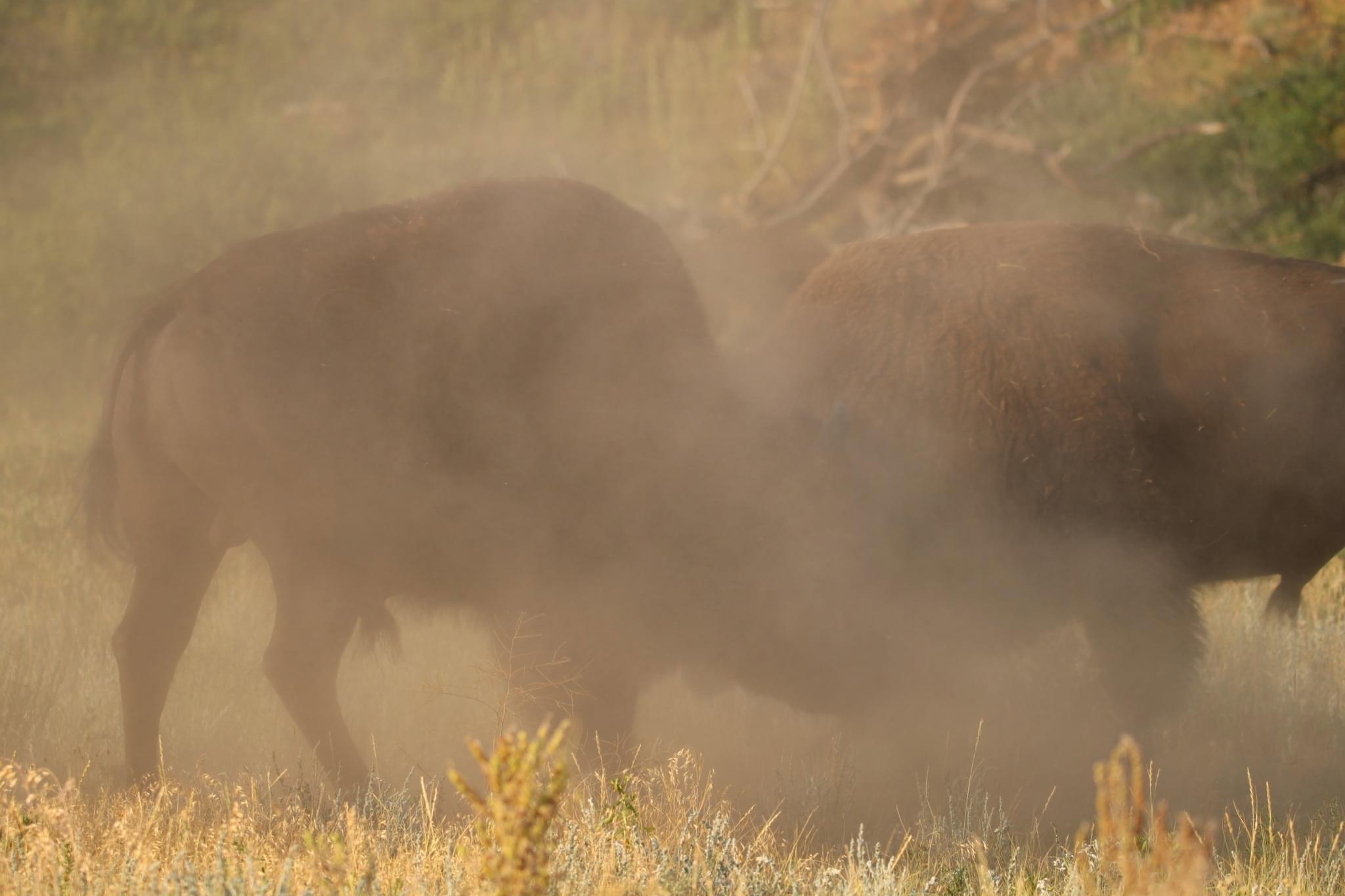 Bison sparing and some elk.