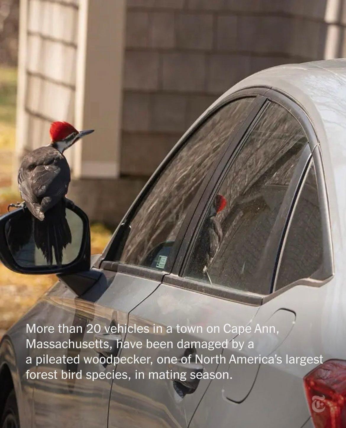More than 20 vehicles have been recently damaged in a town on Cape Ann, Massachusetts, with driver's side windows and mirrors being cracked.