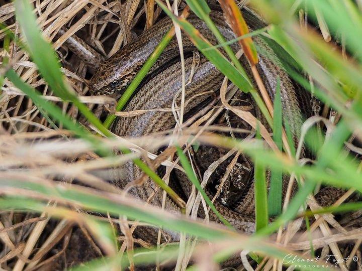 Ni un ciervo a la vista durante la última salida de una tarde en el Bosque Mormal, es a veces a ras de suelo que la naturaleza te sorprende, junto a mis pies un frágil gusano lento enrollado en una bola toma el aire!