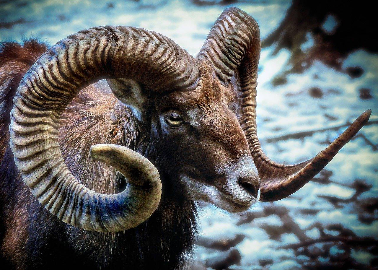 Die Jagd im Raum Kitzbühel: Details, Topographie, Aktivitäten, Wildtierpopulationen, Jagdmethoden, Zeiträume, Rahmenbedingungen, Gruppen, Bräuche        