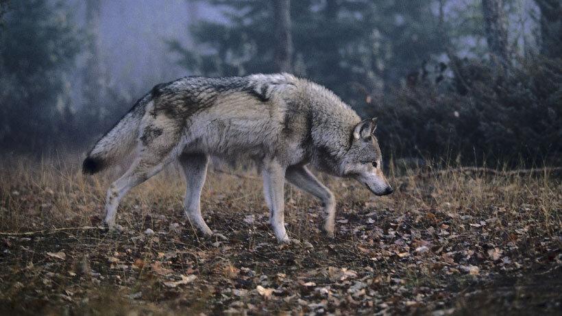 Six Washington wolves were poisoned