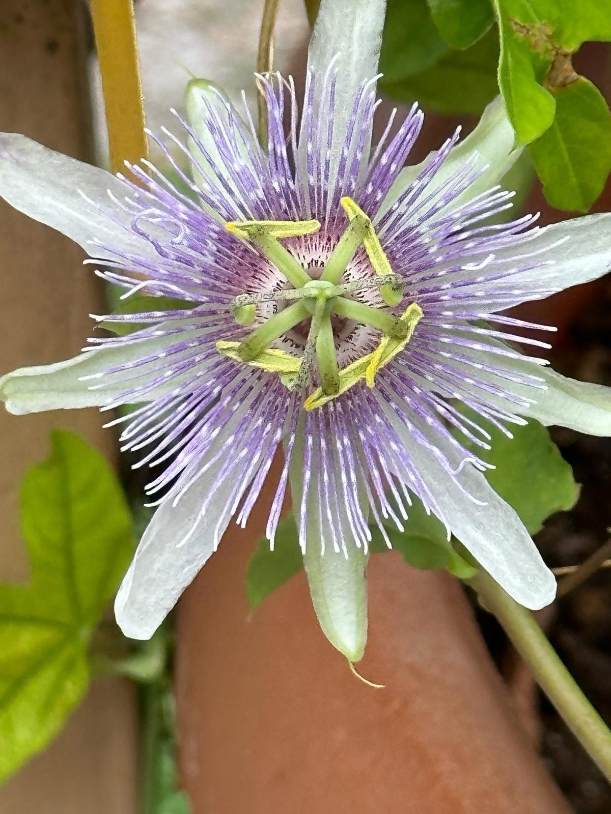 What an exotic flowers 😯