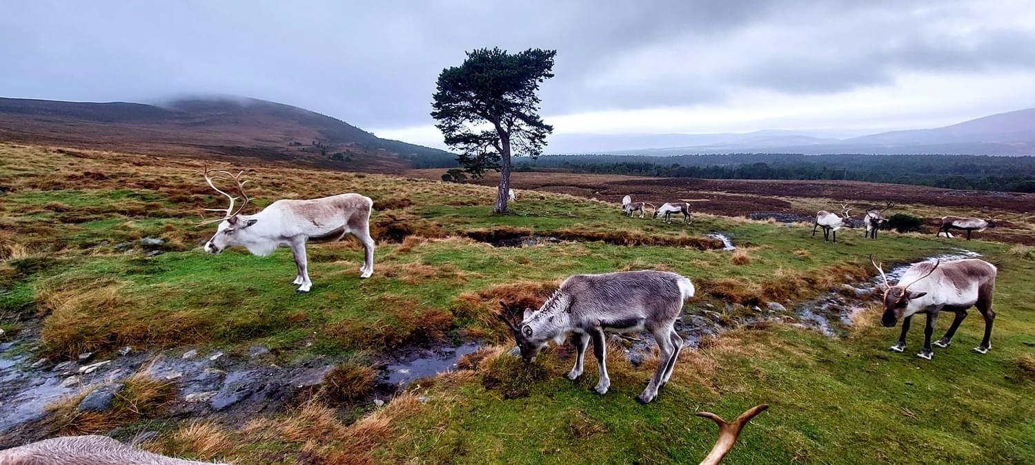 A beautiful day with the Reindeers💚🌲🦌 — at Cairngorm Mountains
