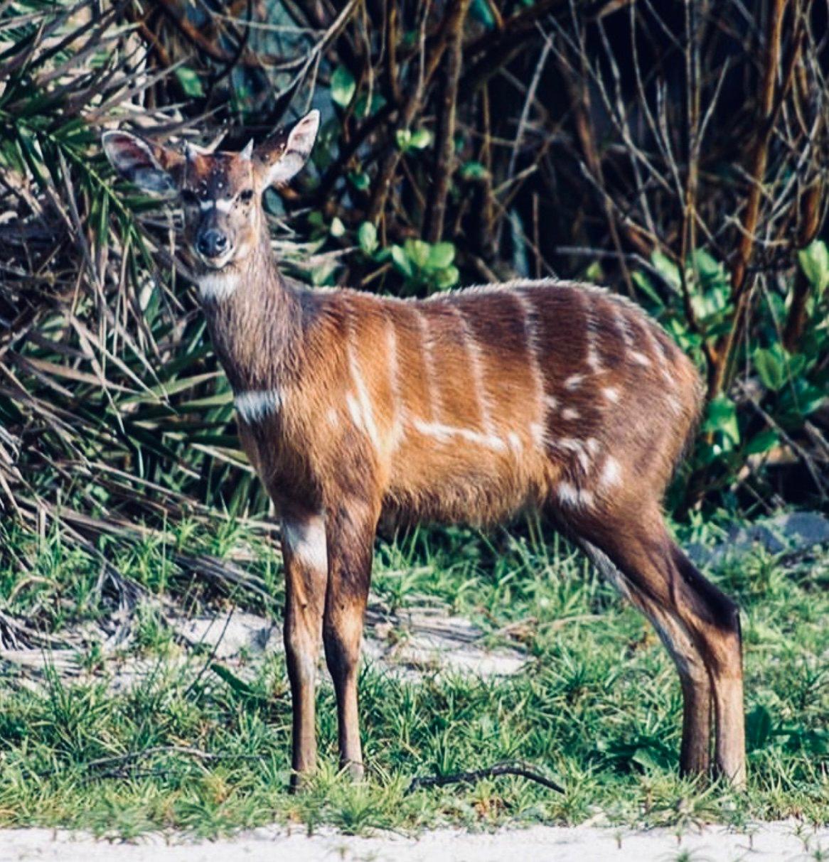 Gabon Forest Hunting: The Ultimate Guide to a Hunter's Paradise