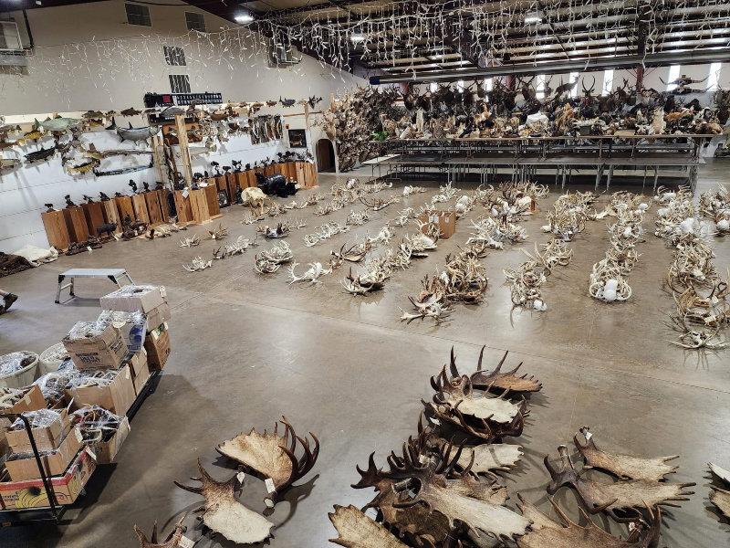 We DEFINITELY have our work cut out for us for the Friday  antler auction  day 2 of this huge 3 day auction in Maquoketa Iowa October 12-14 attended in person or bid online