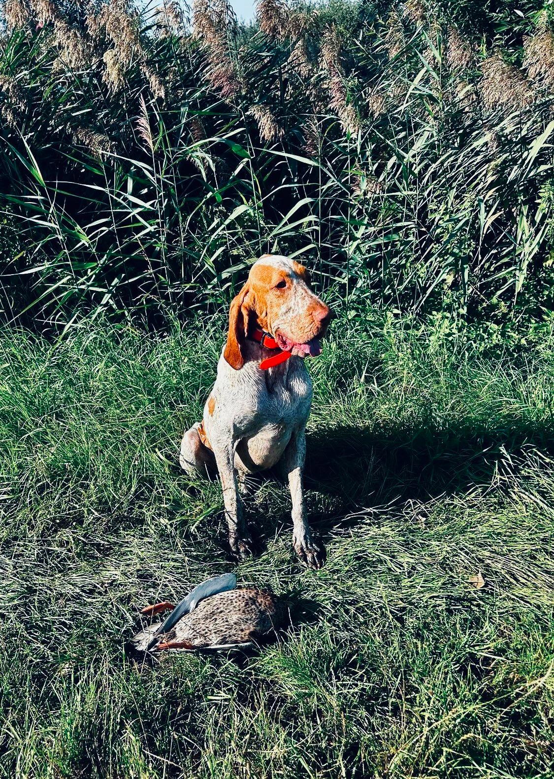 The Bracco Italiano: A Hunter's Guide to Italy's Elegant Pointing Breed
