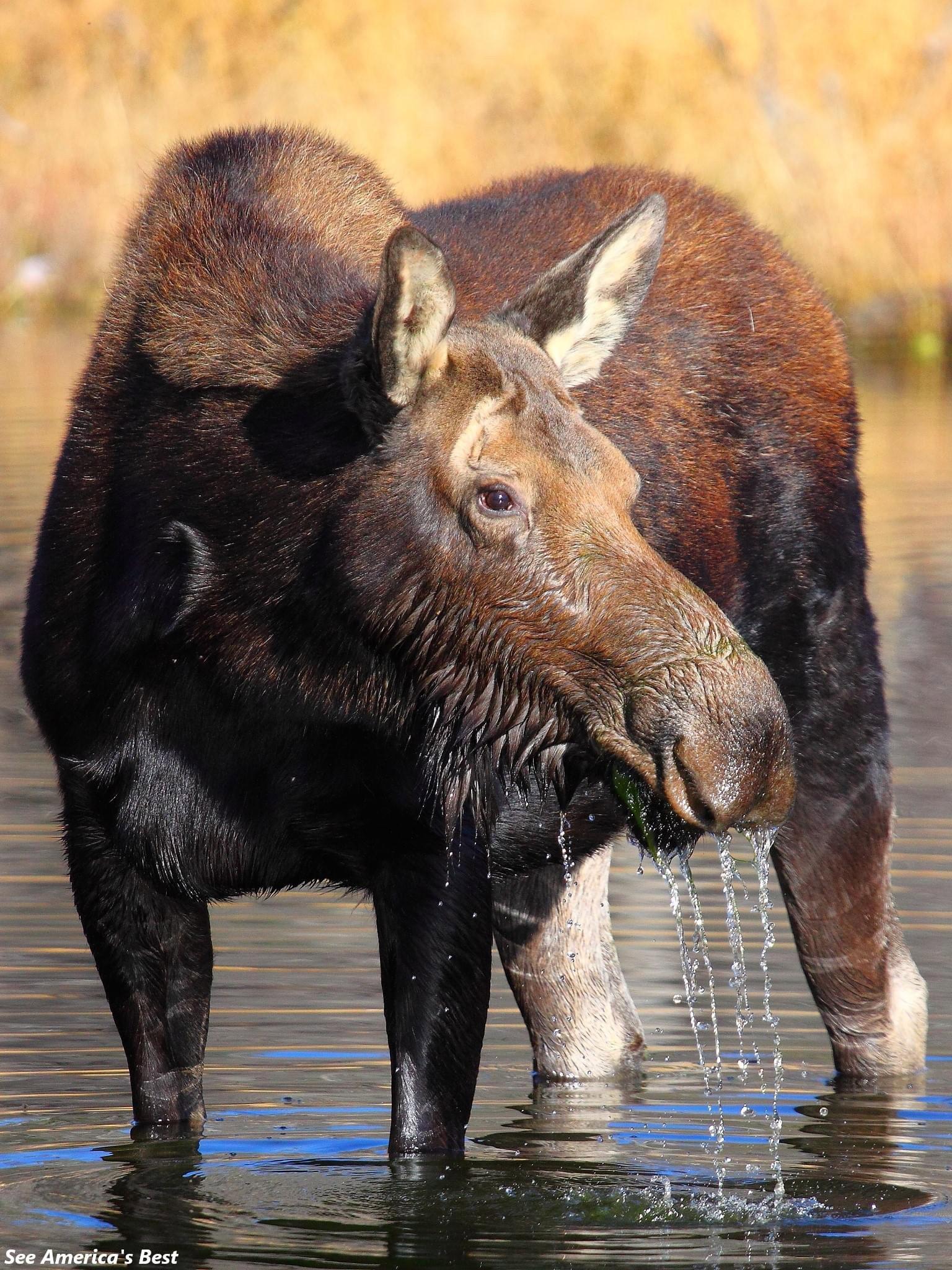 In addition to Yellowstone, the neighboring Grand Teton National Park is also worth spending your time!