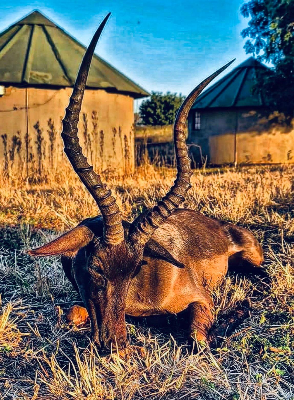 Driven Hunts in South Africa: A Hunter's Guide