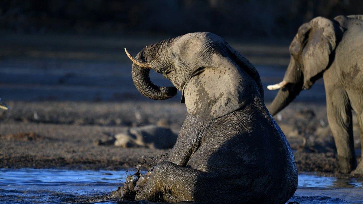 What is wildlife crime?