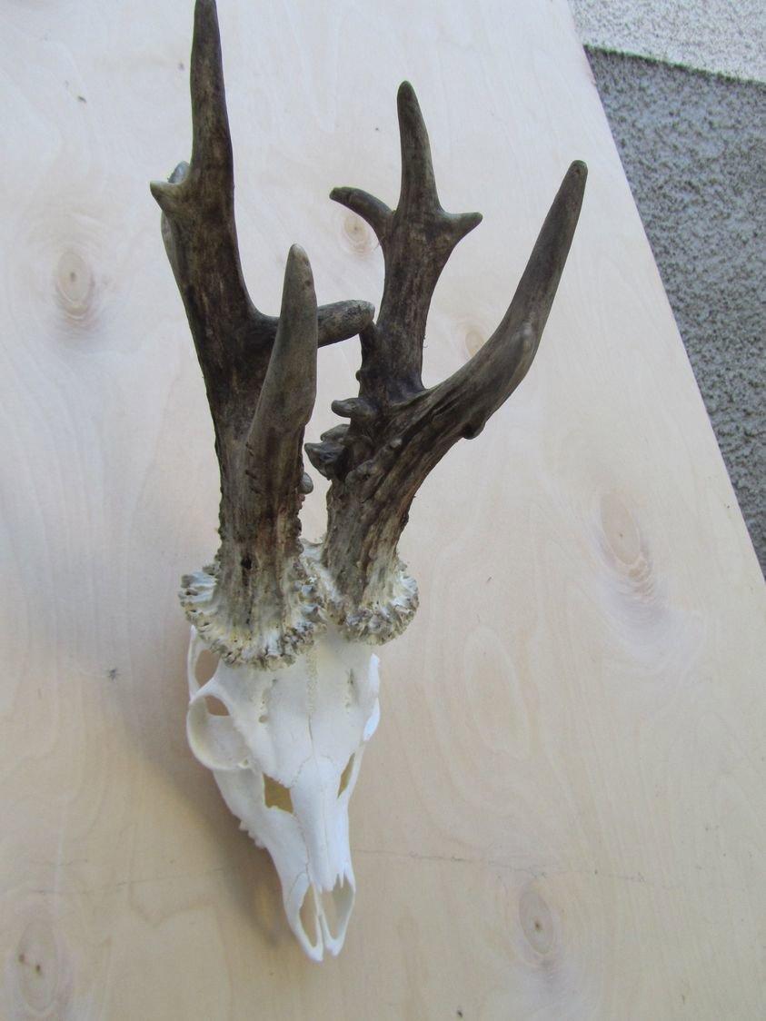 Roebuck head from North Eastern Hungary , CIC gold medal .