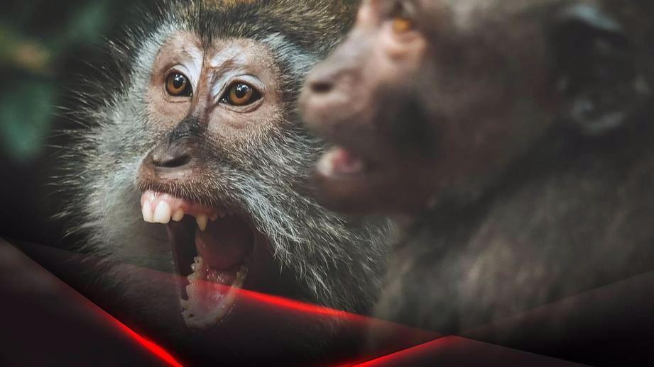 2022 monkeypox outbreak 