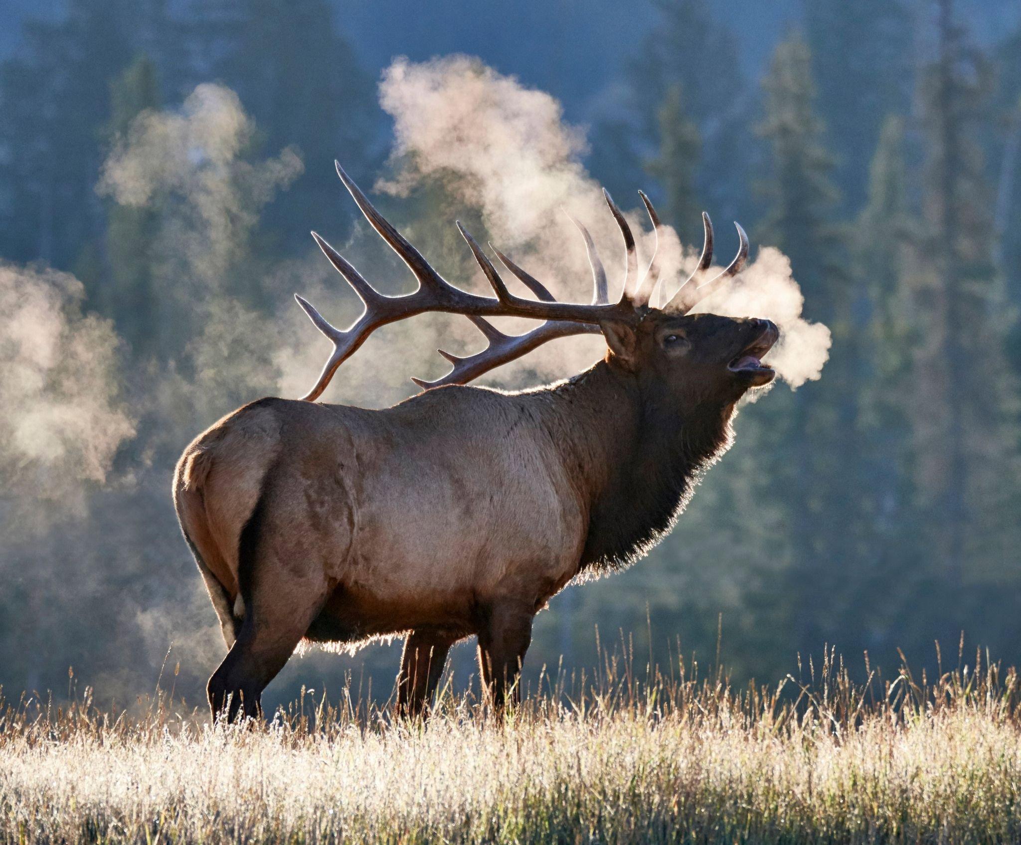 Embarking on an elk hunting adventure is a truly exhilarating experience!