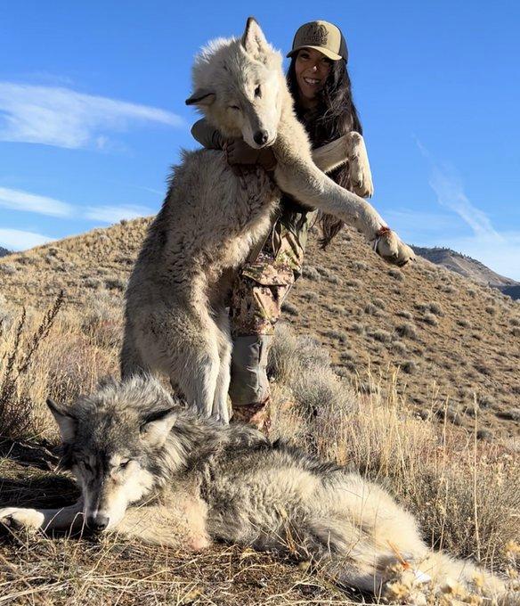 "Two wolves down!