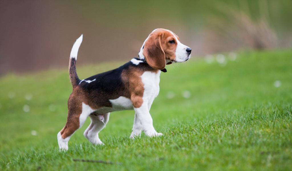 Beagle er en jagthunderace udviklet i Storbritannien.
