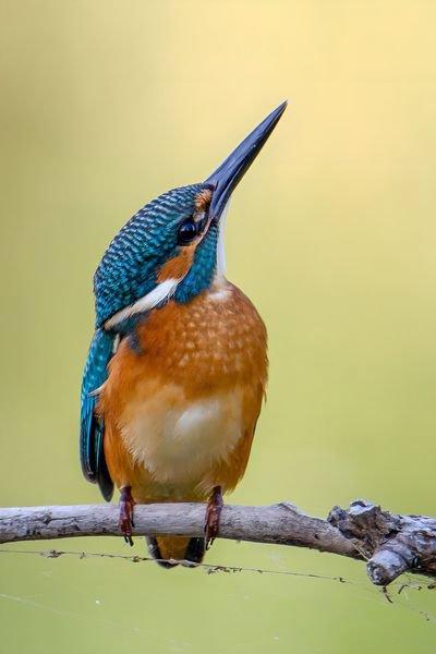 Plus de la séance photo du martin-pêcheur posant :)