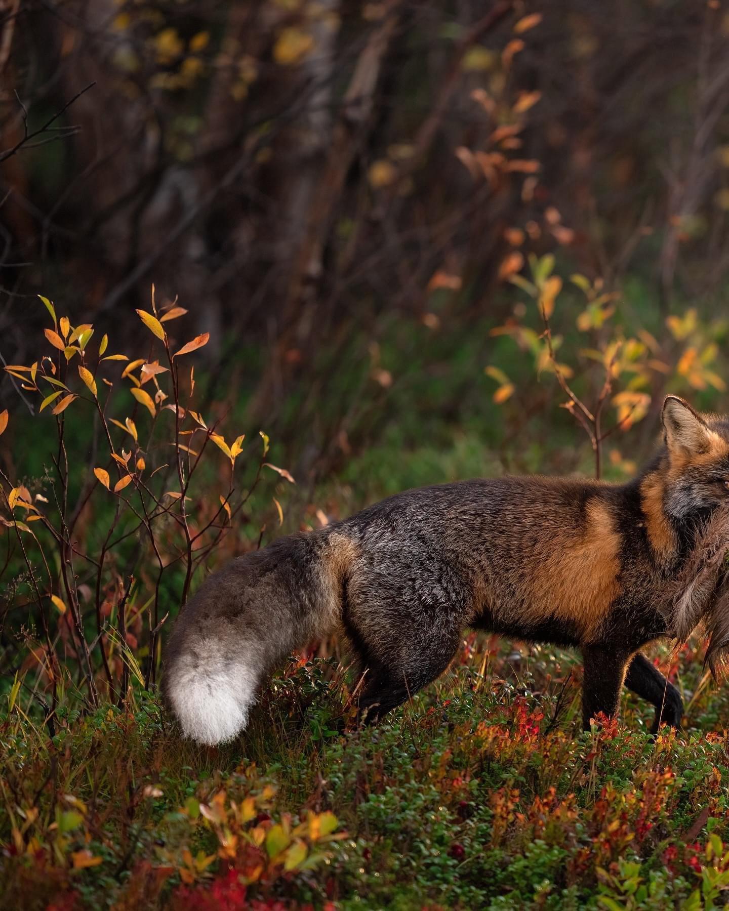 Today, I had a very special encounter at sunrise: I managed to spot and photograph a cross fox.