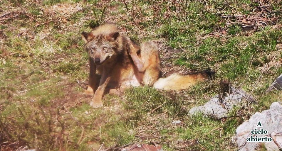 LOBO IBÉRICO.