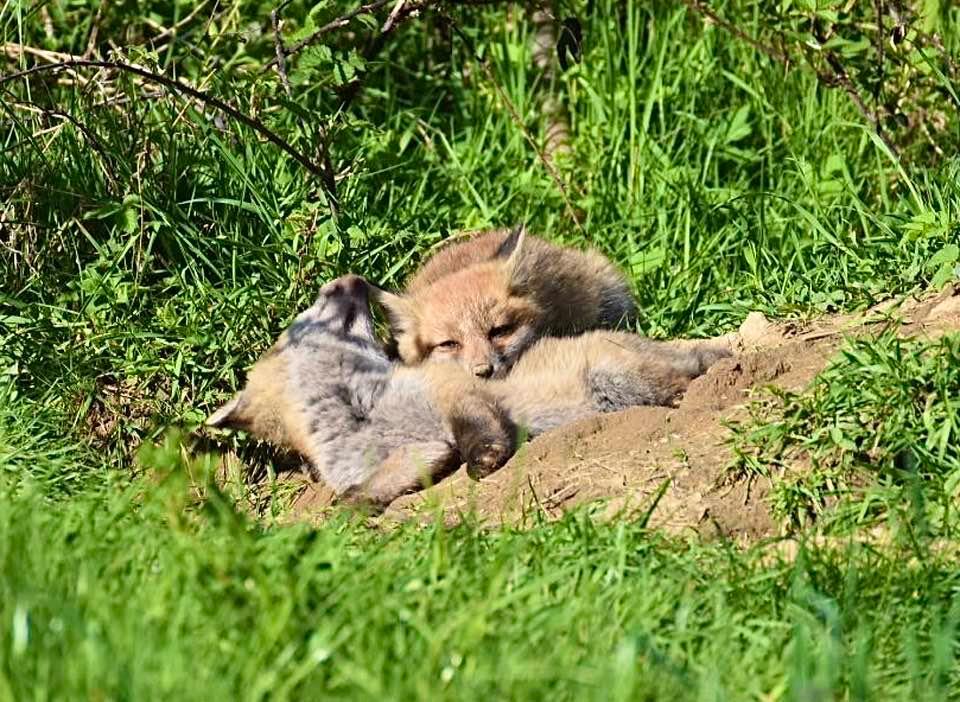 Quelques photos des loulous au soleil 🦊☀️💤