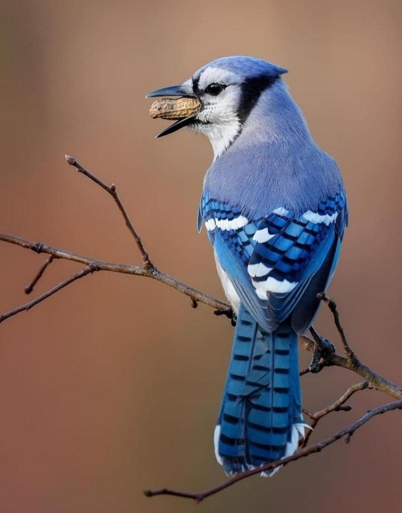 Blue Jay.