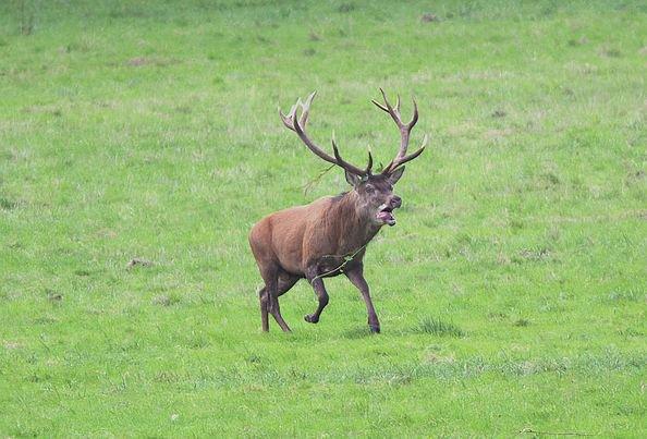 cerf déterminé au combat, pas de dommage collatéral ni pour un ni pour l'autre, juste impressionnant