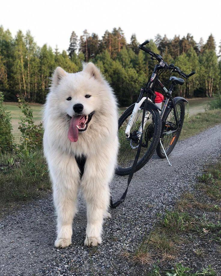Tere hommikust) Sammy ja mina oleme juba energiat täis.