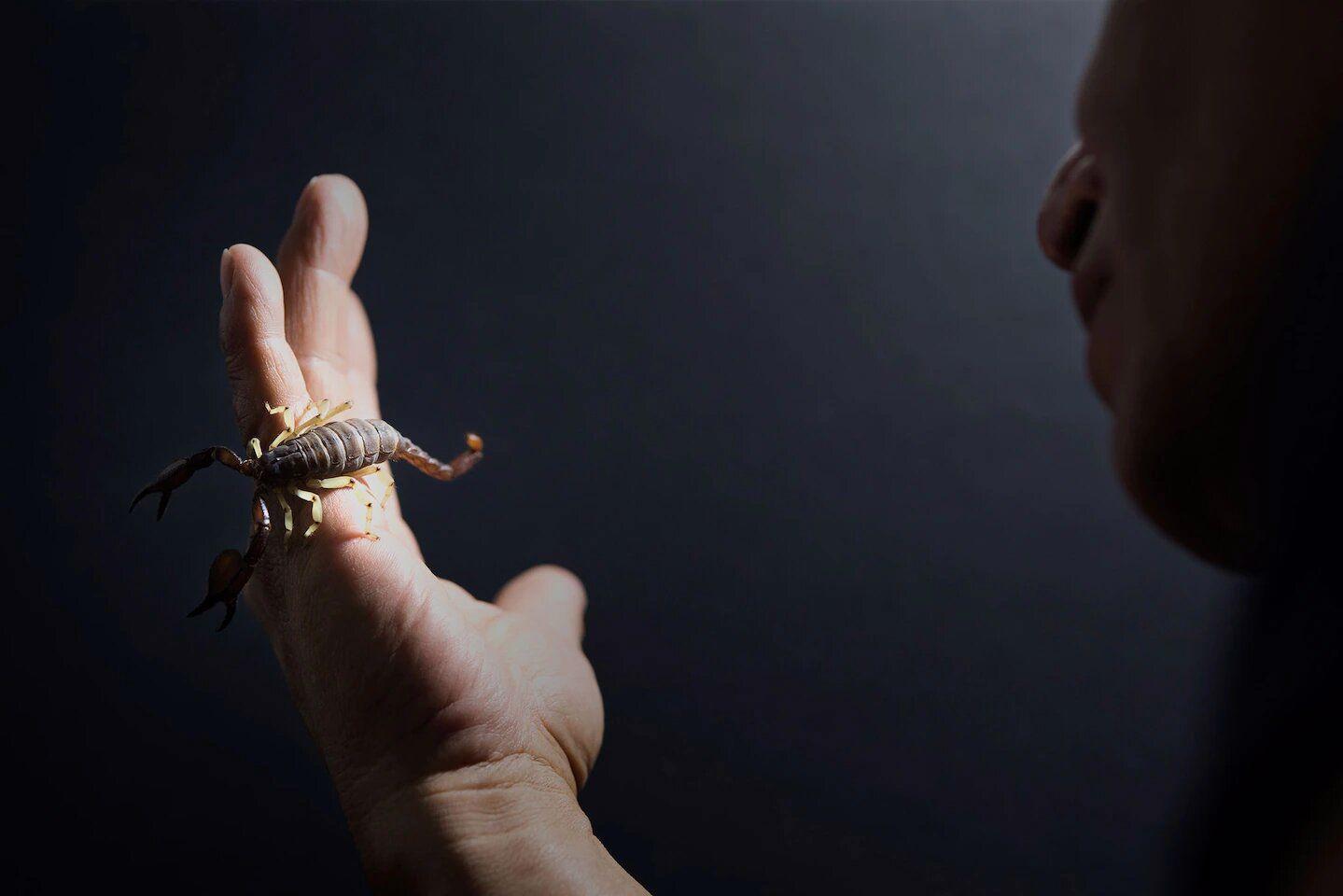 How Mexico revolutionized the science of antivenom