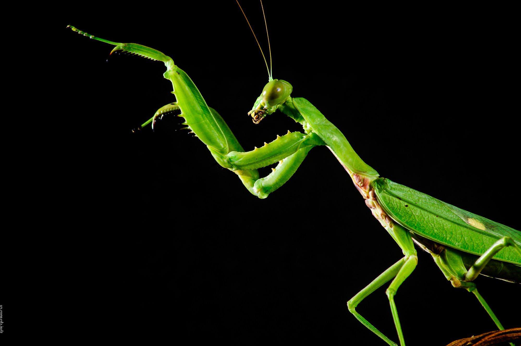Den almindelige mantis er en typisk rovdyrjæger, der maskerer sig som omgivende planter.