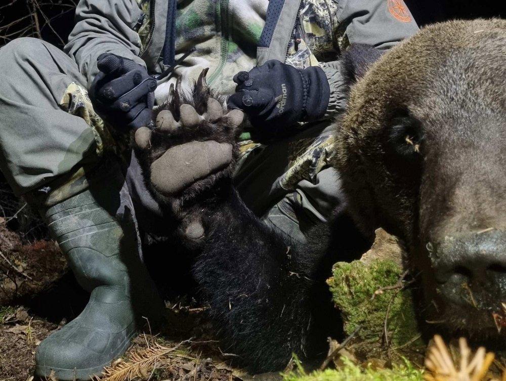 Bear hunting 