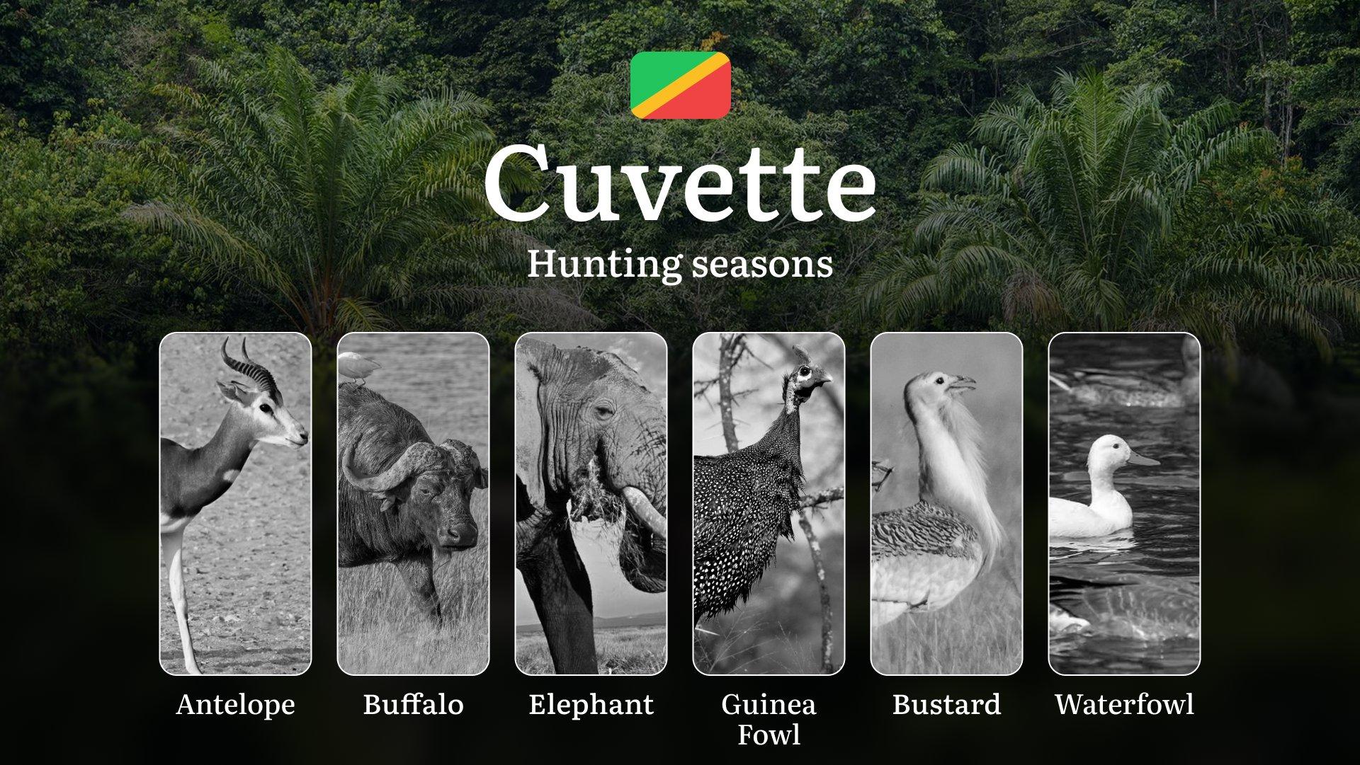 Hunting Seasons in the Republic of Congo, Cuvette Region: Hunting Time, Opening and Closing Dates, Licenses, Rules, and Periods for Hunting