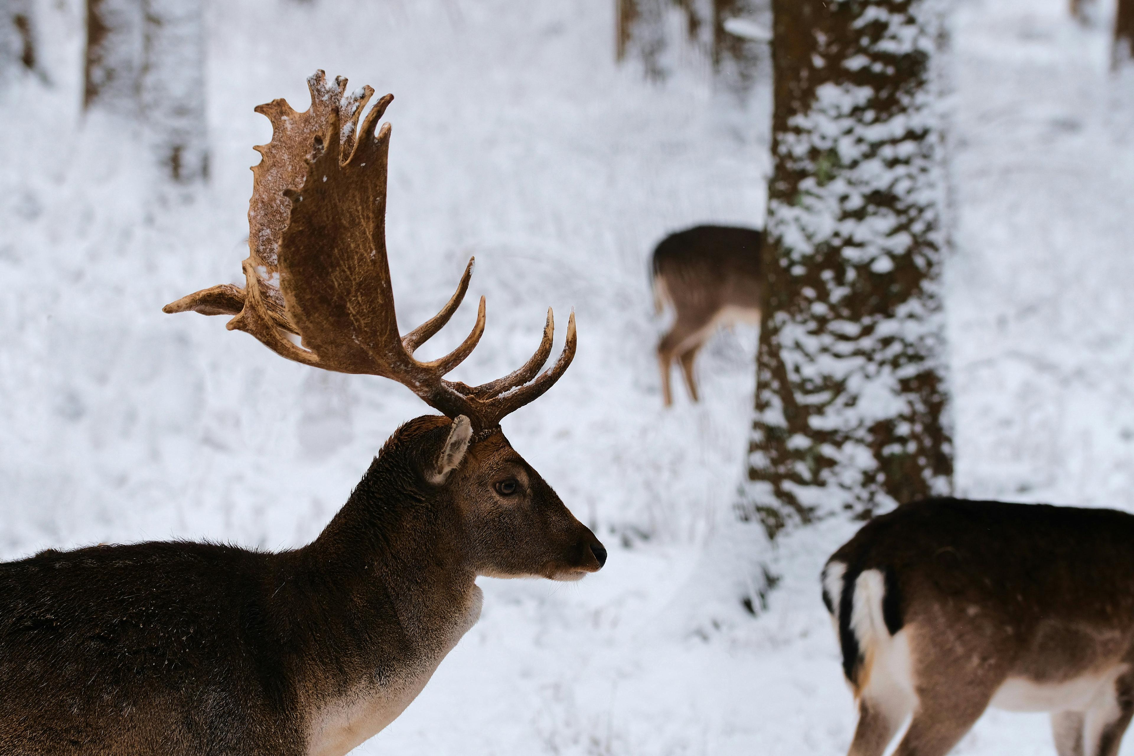 Hunting in NOVA SCOTIA (N.S.): Geographical characteristics in Nova Scotia, Demographics, Associations and Clubs, Laws and Hunting Seasons