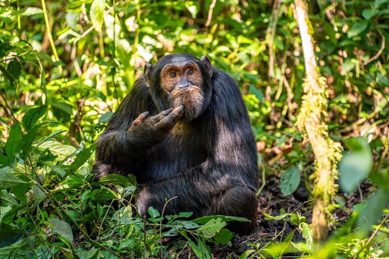 Стали известны финалисты конкурса смешных фотографий дикой природы Nikon Comedy Wildlife Awards 2024.